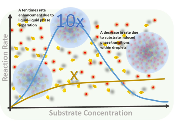 Fate of Catalytic Droplets